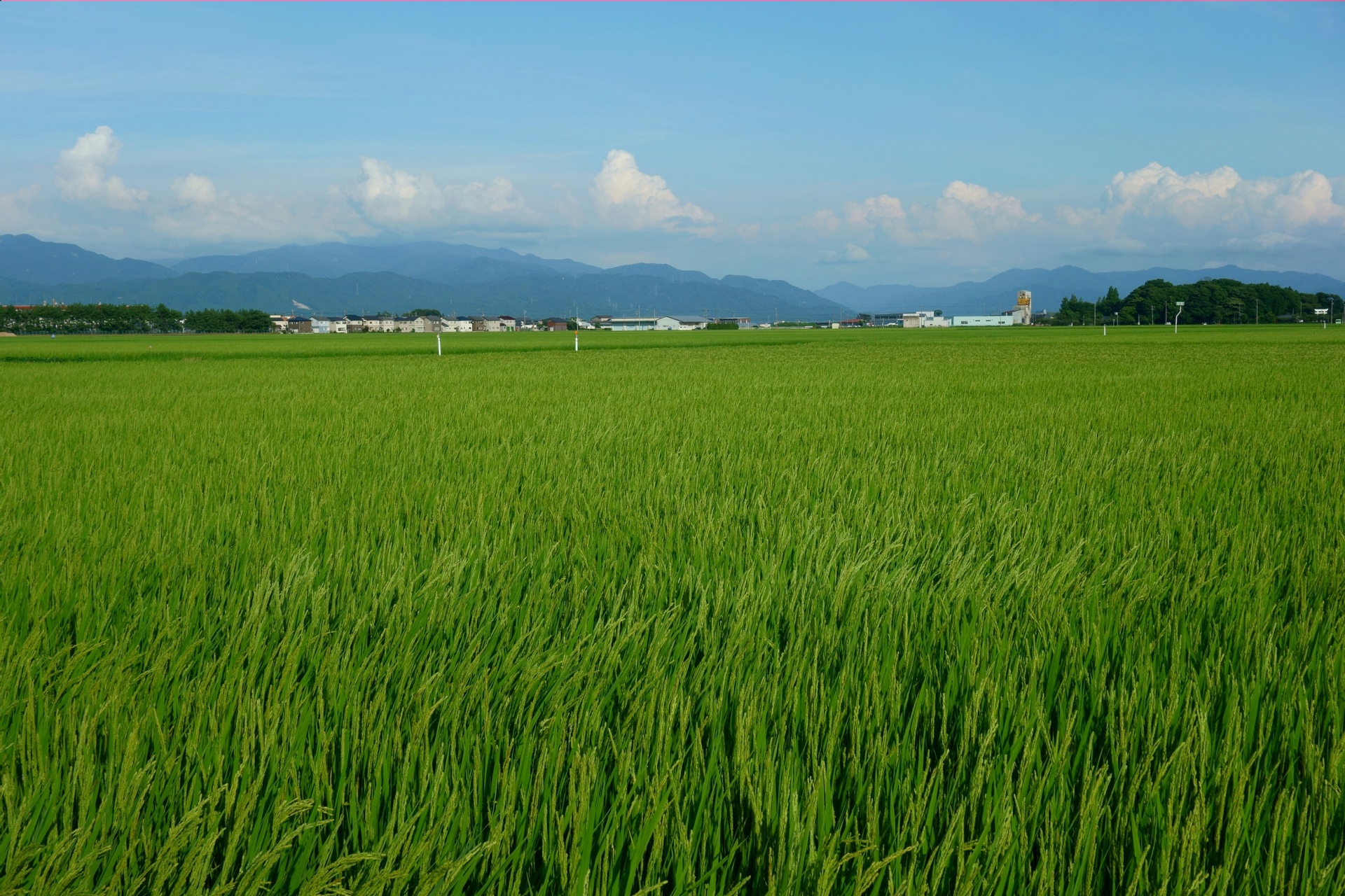 日本の風景 夏の水田に吹きわたる風 壁紙19x1280 壁紙館