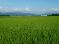 夏の水田に吹きわたる風