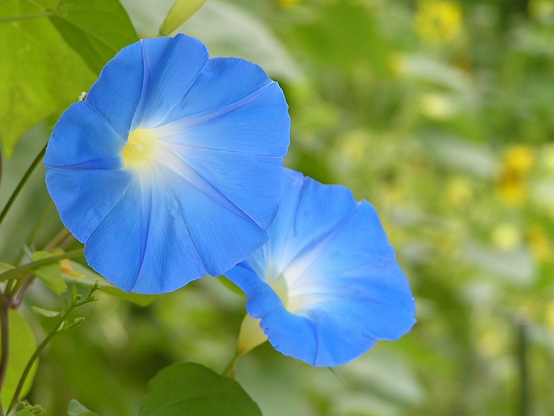 花 植物 ソライロアサガオ 壁紙19x1440 壁紙館