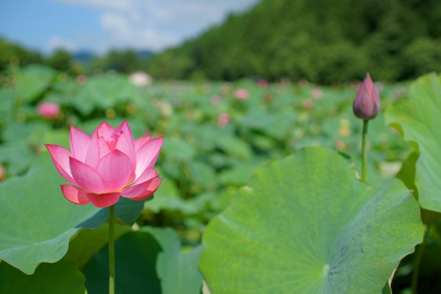 夏の陽射しと蝉しぐれの中で