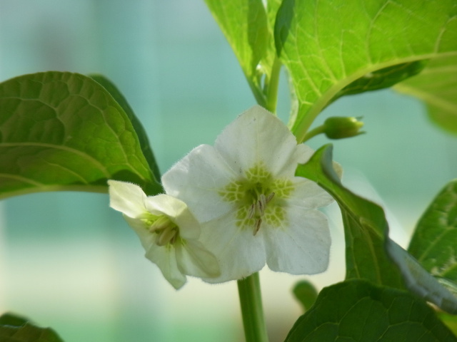 ほおずきの花