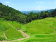 盛夏の棚田