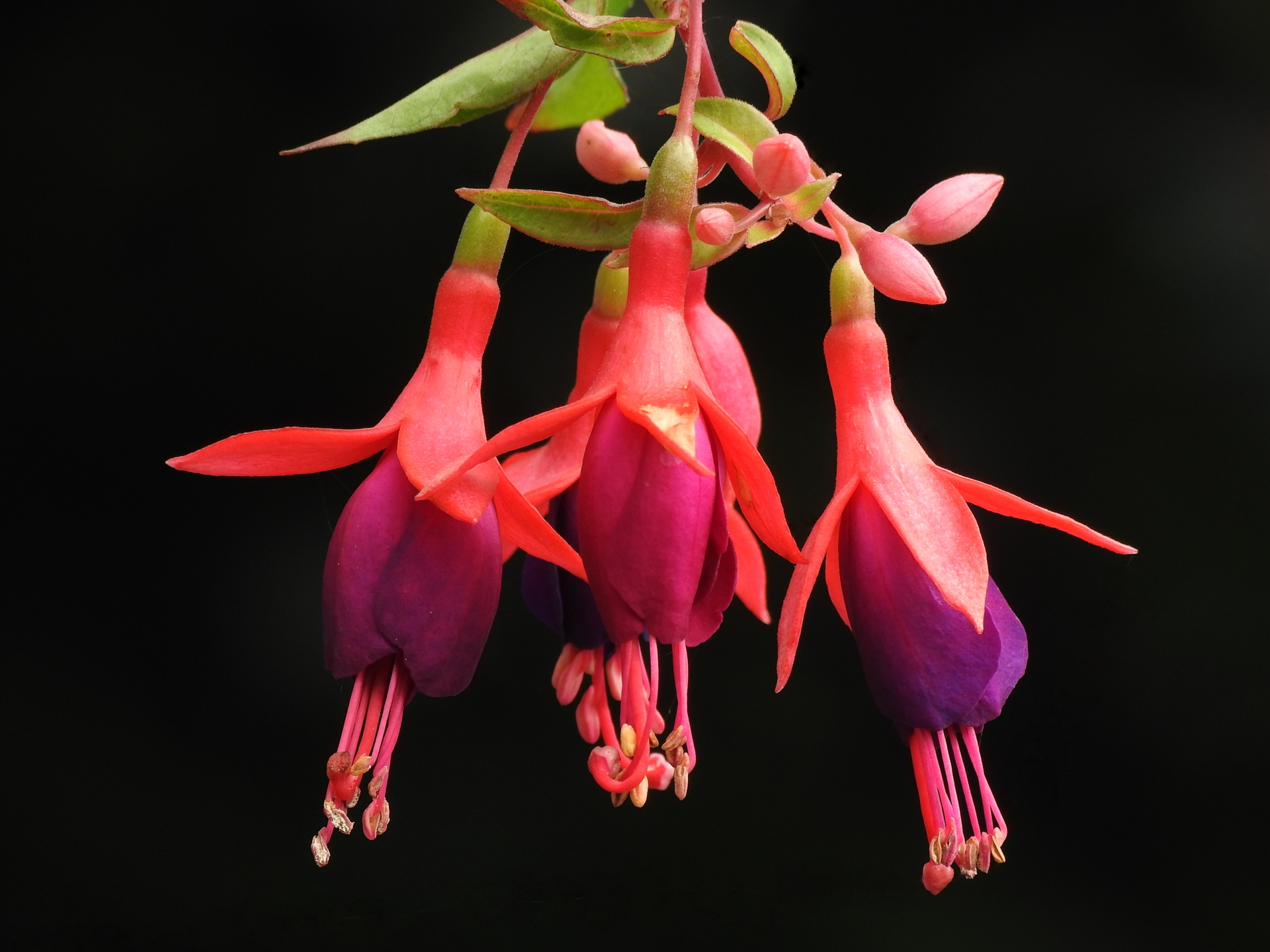 花 植物 おしゃれな花 壁紙19x1440 壁紙館