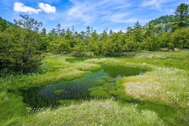 四十八池湿原のワタスゲ