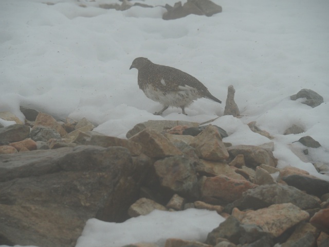 白馬岳の雌雷鳥