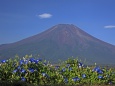 西洋アサガオと富士山