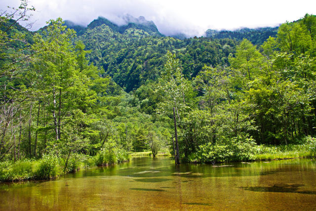 夏の田代池