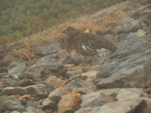 白馬岳の雄雷鳥3