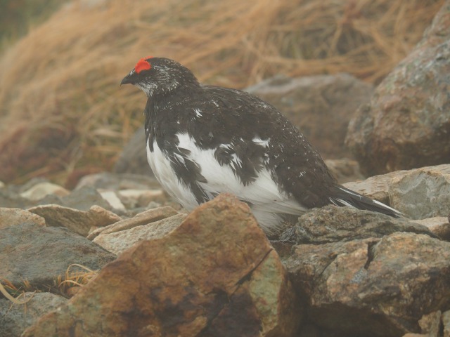 白馬岳の雄雷鳥3