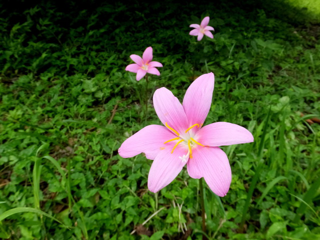 山道に咲いていた花