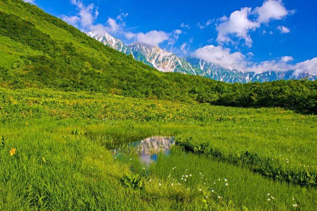 夏の鎌池湿原