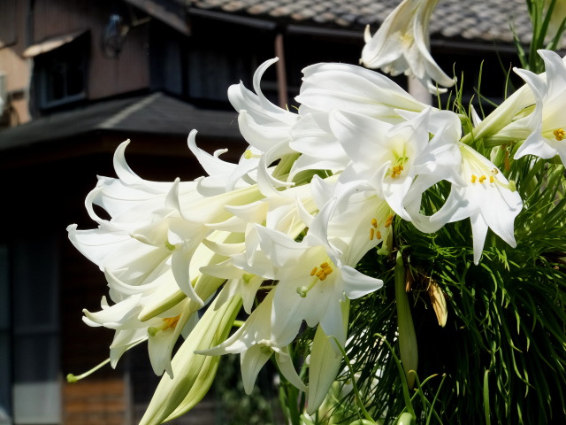 峠道に咲いていた花