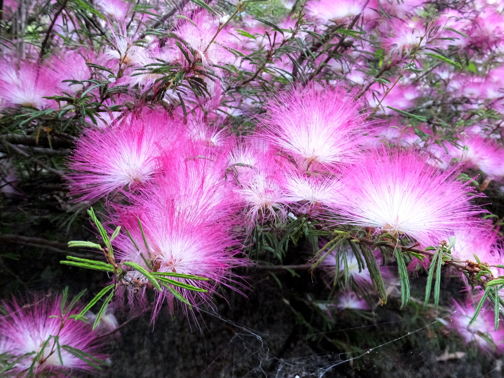 花 植物 幽玄の合歓の花 壁紙19x1440 壁紙館