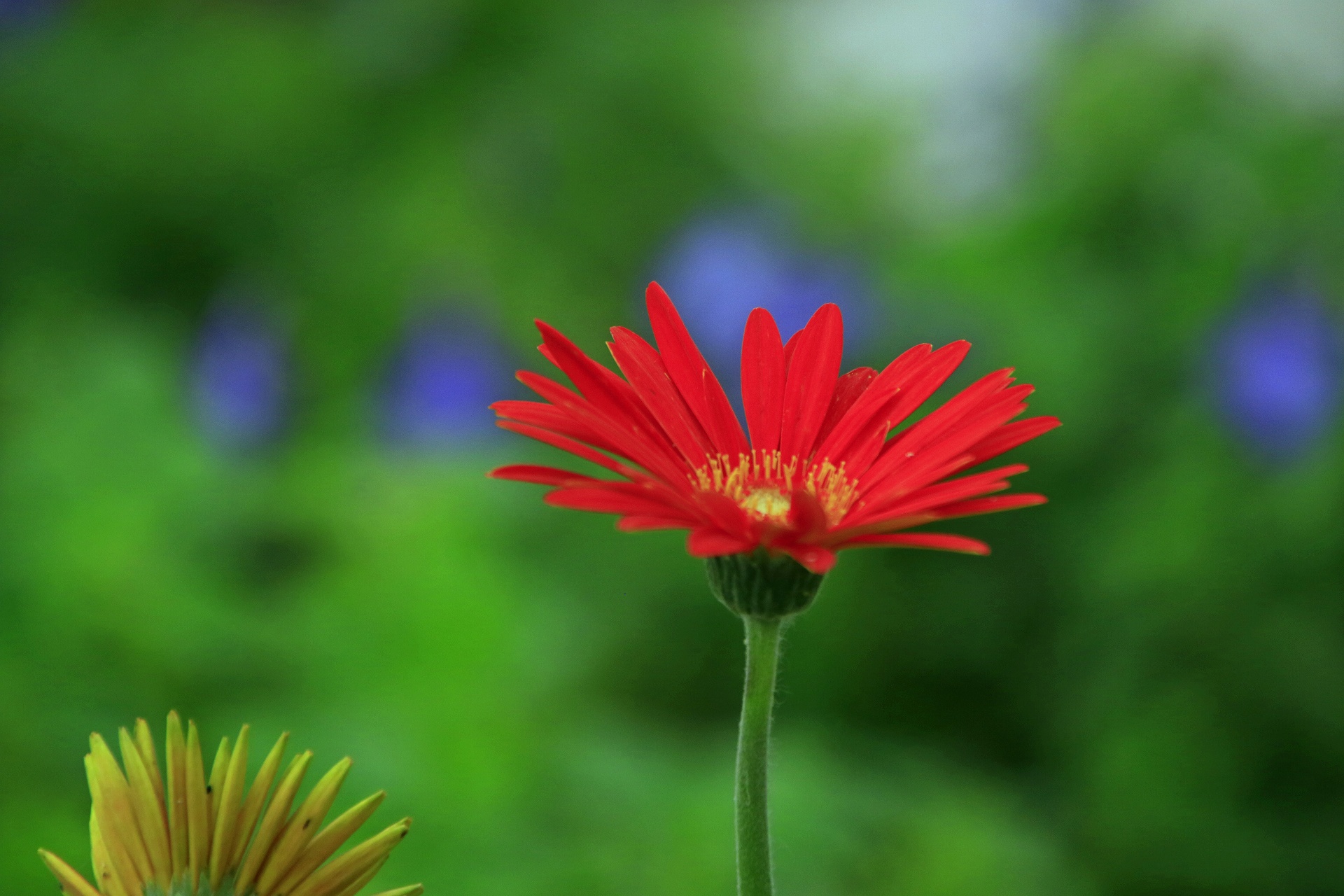 花 植物 ガーベラ 壁紙19x1280 壁紙館