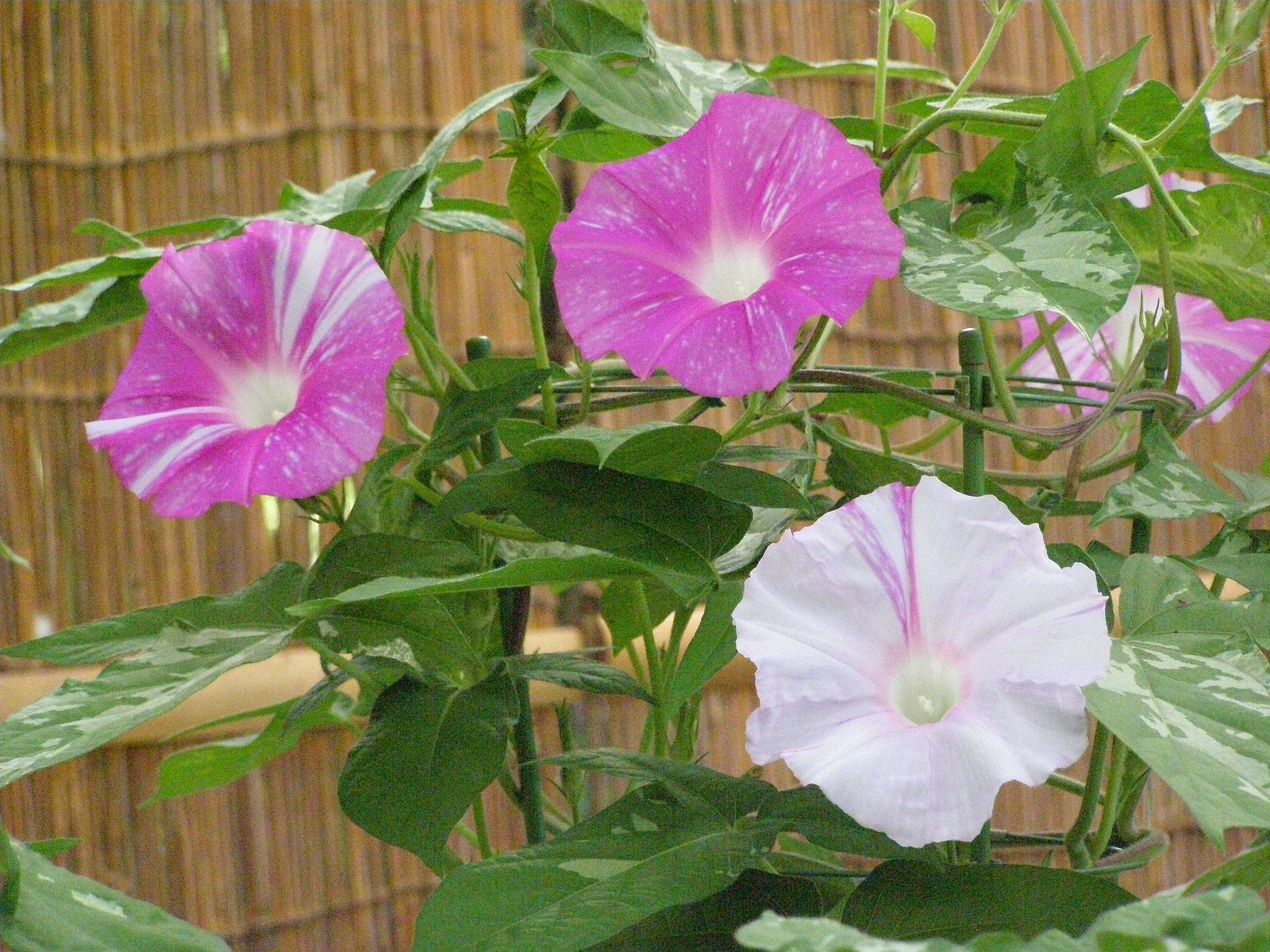 花 植物 夏の朝の元気者あさがお 壁紙19x1440 壁紙館