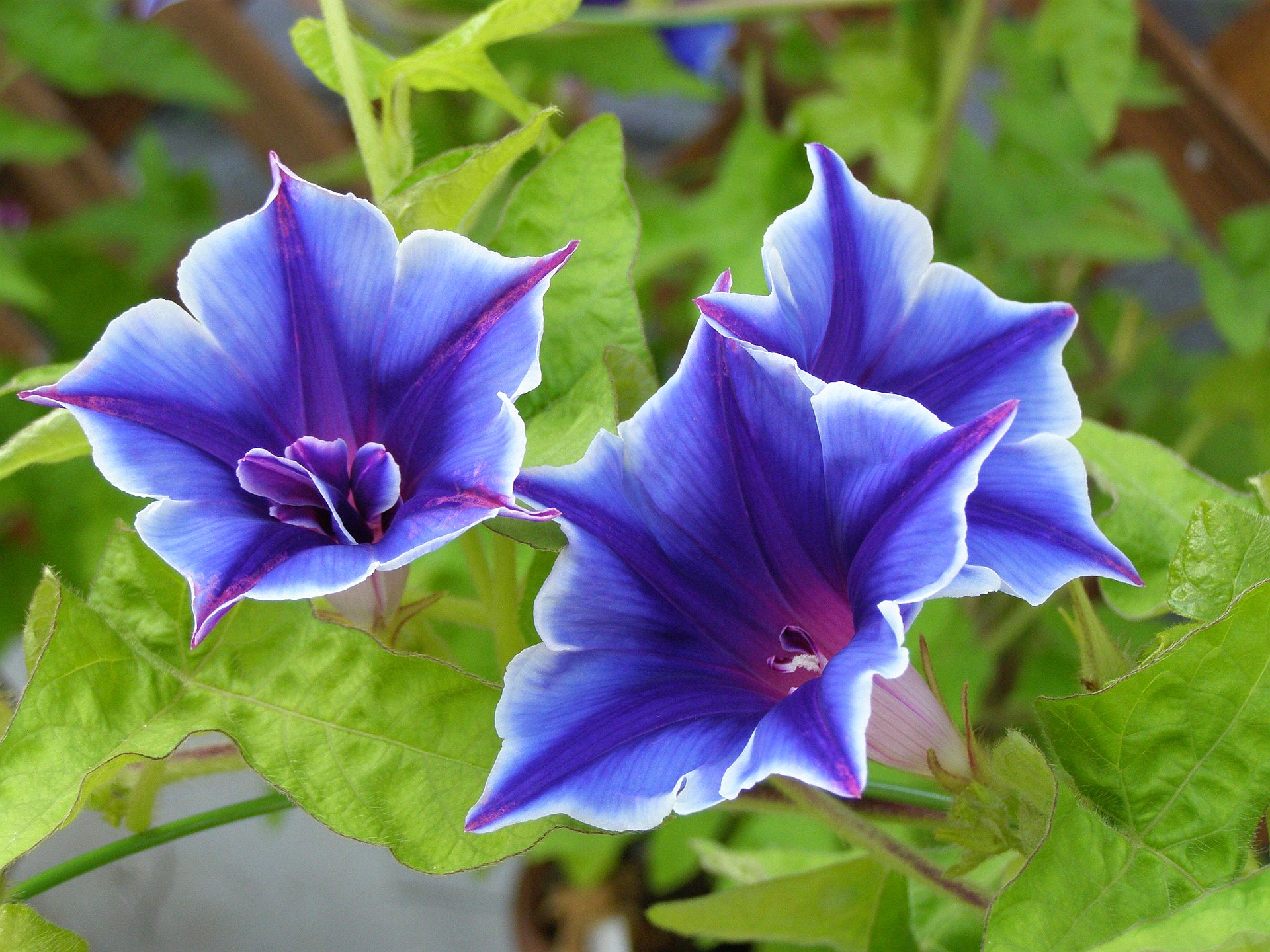 花 植物 桔梗咲あさがお 壁紙19x1440 壁紙館