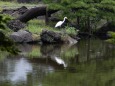 心字池の風景