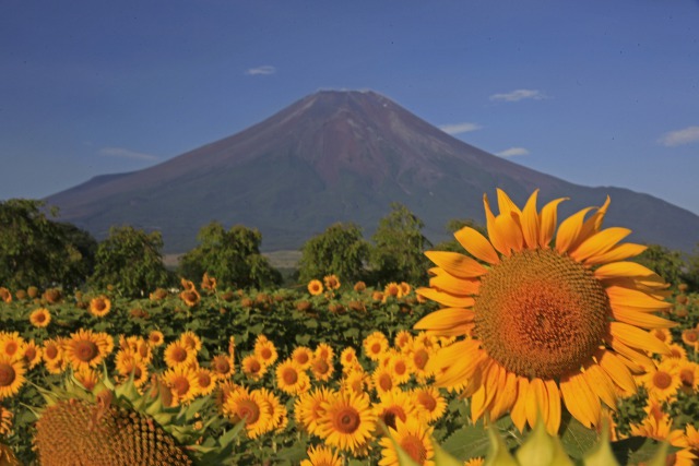 向日葵に彩られる富士山