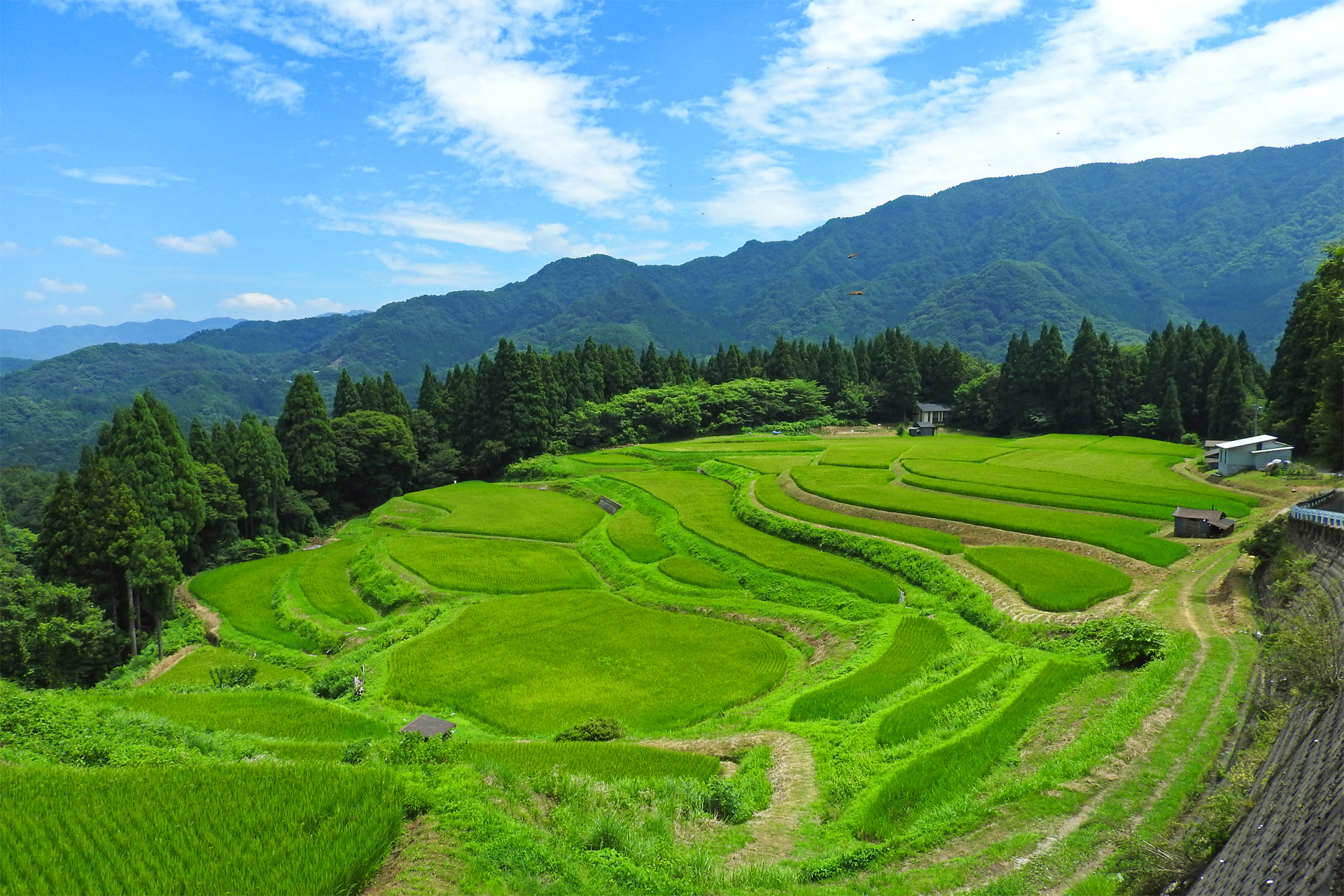 日本の風景 盛夏の棚田3 壁紙19x1280 壁紙館