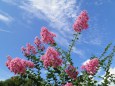 秋雲が出るころの百日紅