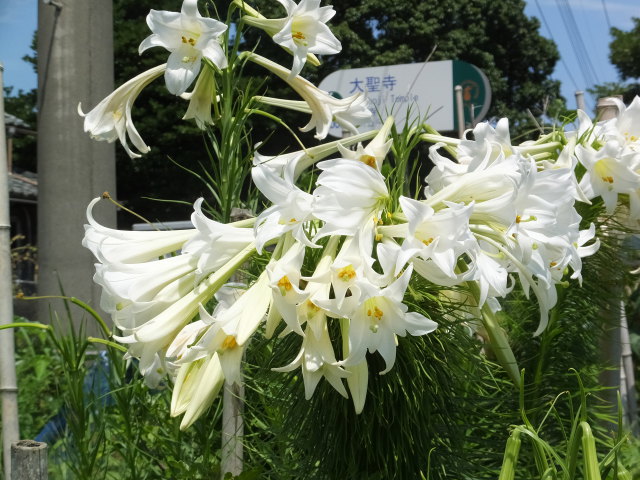 峠道に咲いていた花