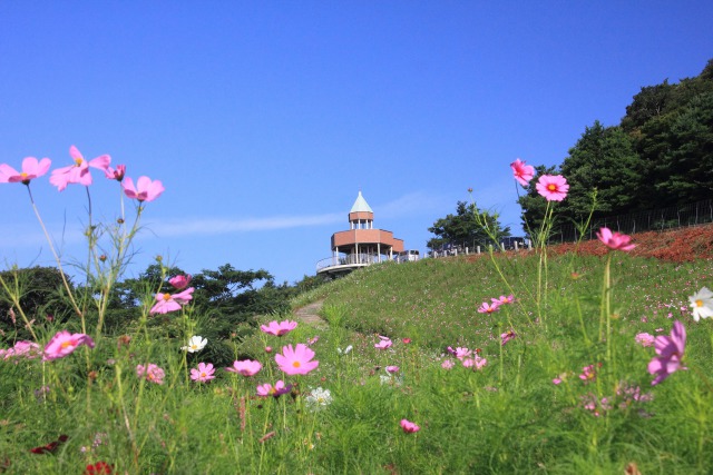 翆羽高原