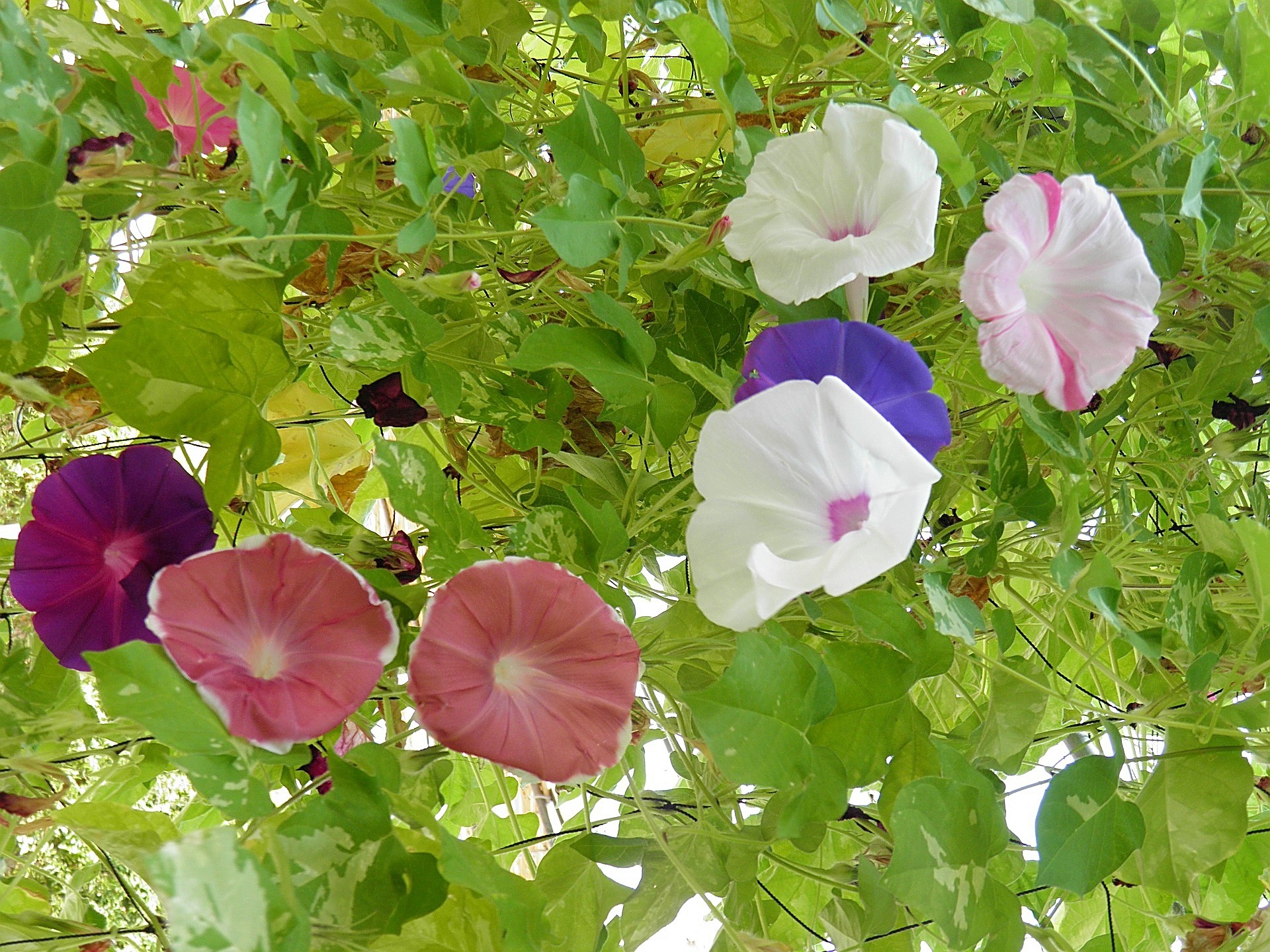 花 植物 色様々なアサガオ 壁紙19x1440 壁紙館