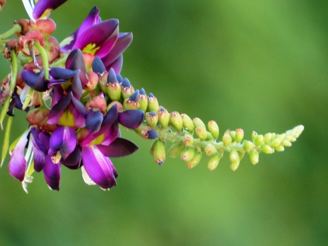 葛の花