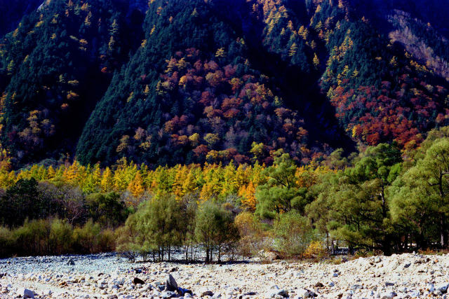 梓川沿いの紅葉