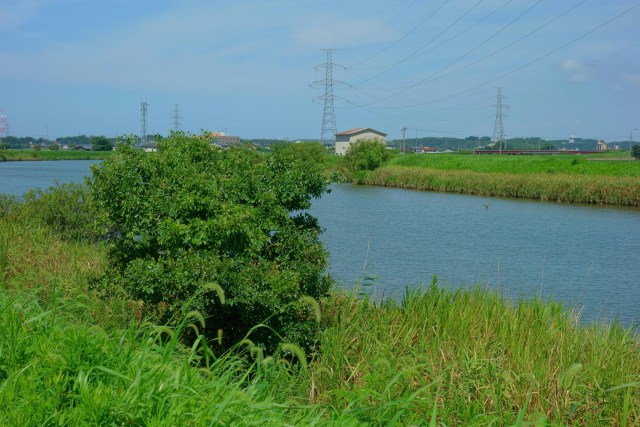 夏の竹田川#1