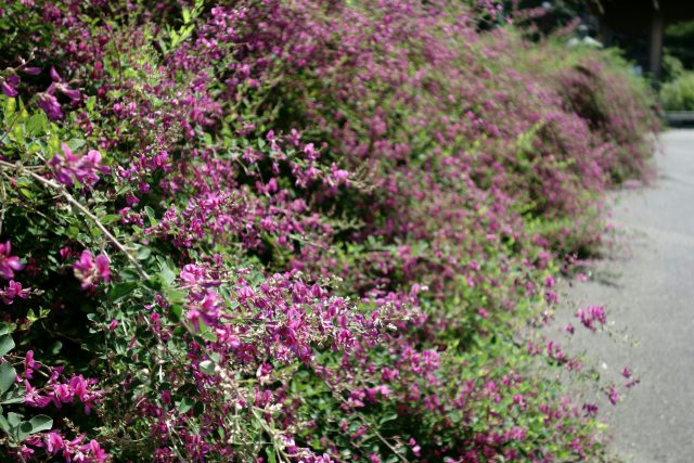 瑞源寺に咲く萩の花