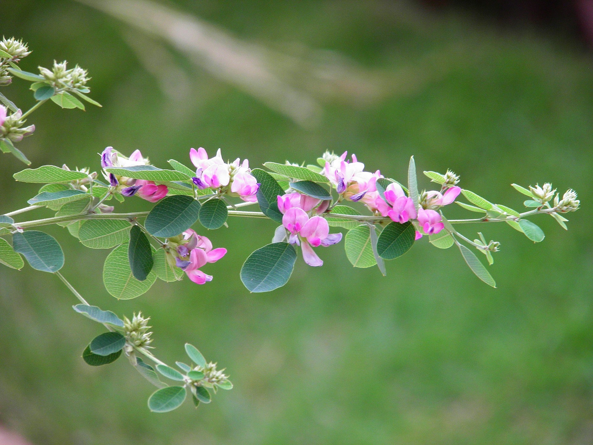 花 植物 一枝の萩の花 壁紙19x1440 壁紙館