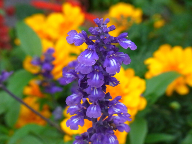 公園の花壇