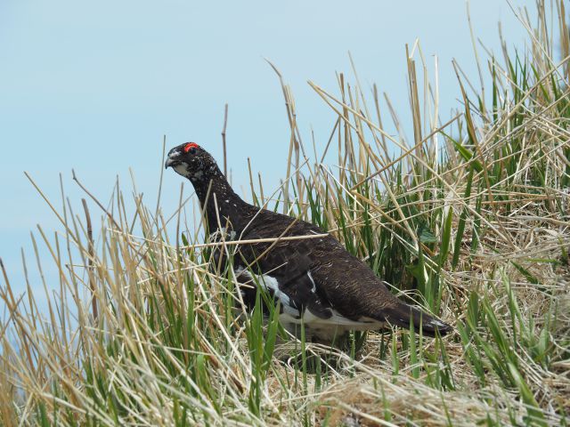 火打山の雄雷鳥4