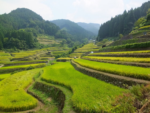 初秋の棚田風景