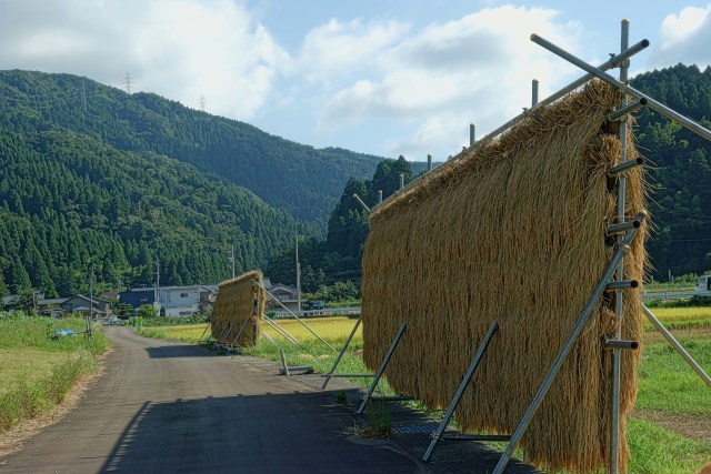 稲架掛け