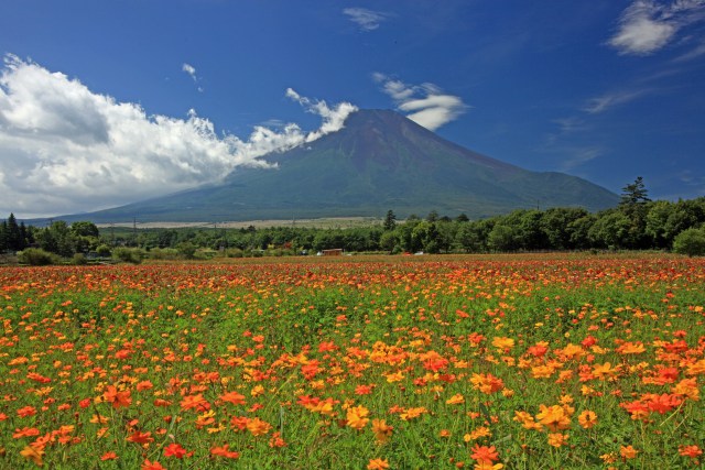 キバナコスモスと富士山