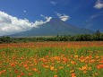 キバナコスモスと富士山