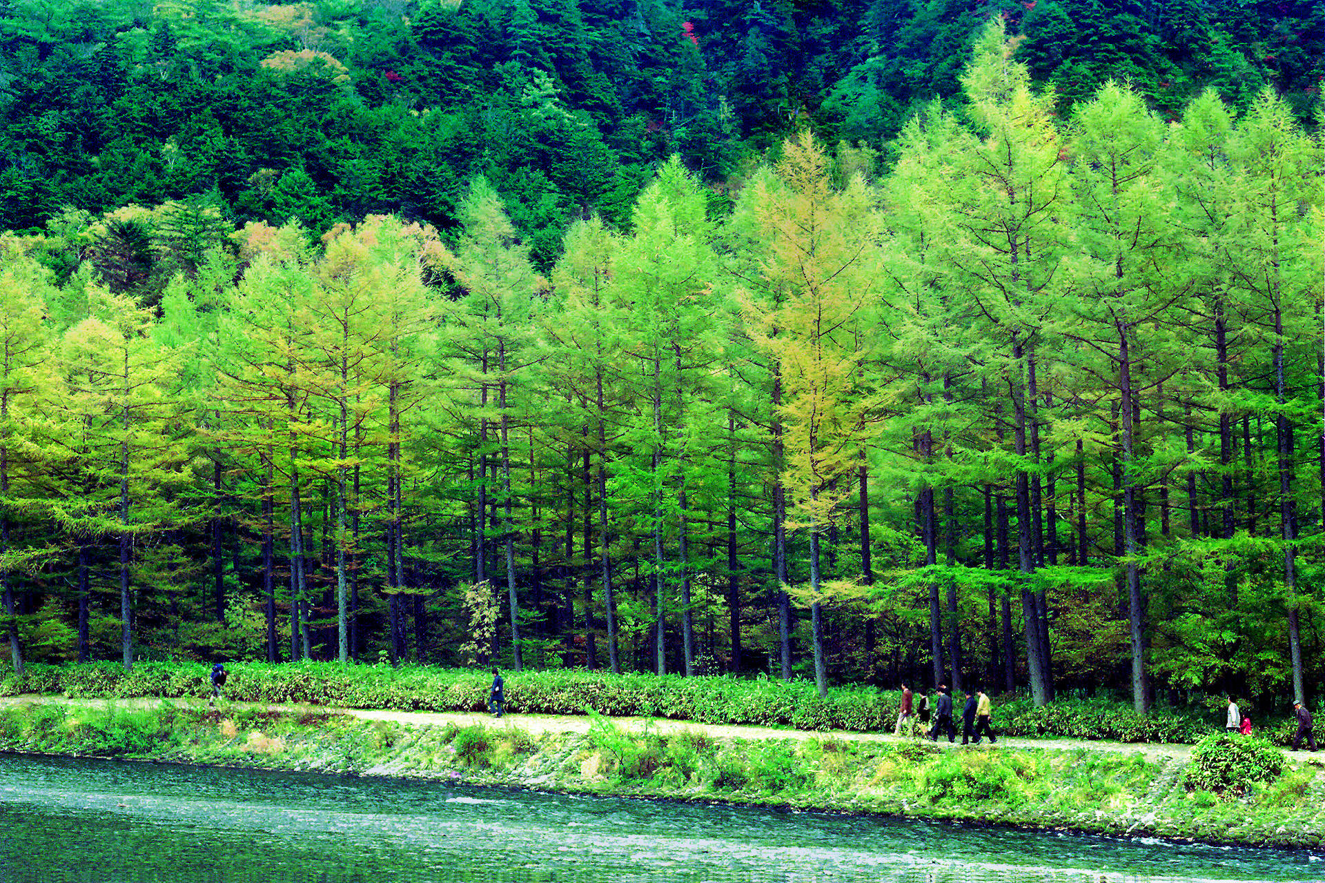 日本の風景 梓川沿いの落葉松林 壁紙19x1280 壁紙館