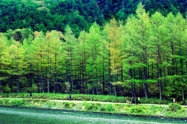 梓川沿いの落葉松林