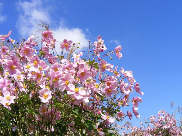 秋空に満開の秋明菊