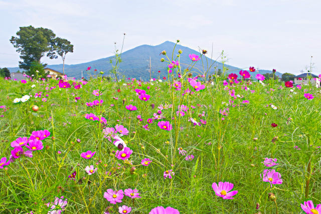 筑波山とコスモス