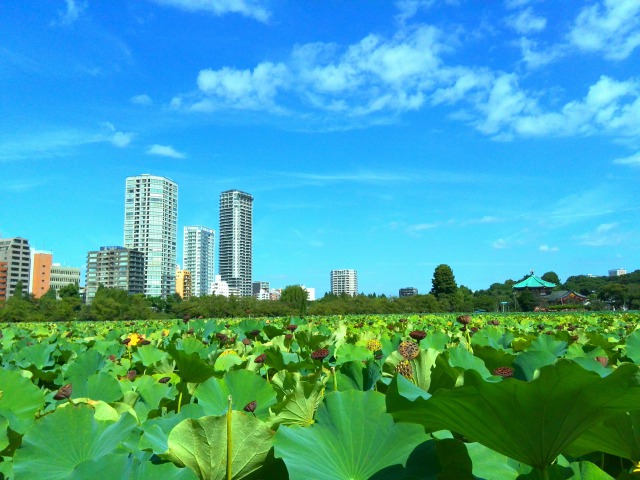 不忍池が...