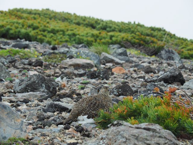 継子岳のママ雷鳥