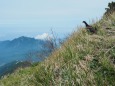 火打山の雄雷鳥5