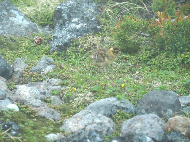 継子岳のチビ雷鳥