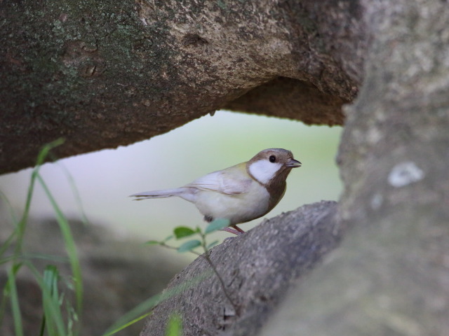 白いシジュウカラ151