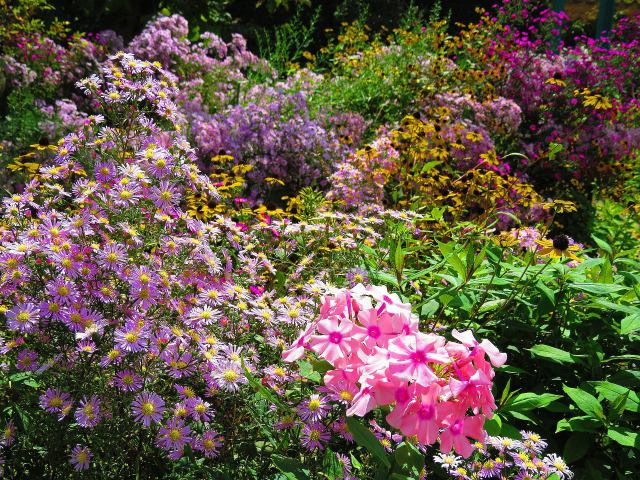 秋の花咲く庭園