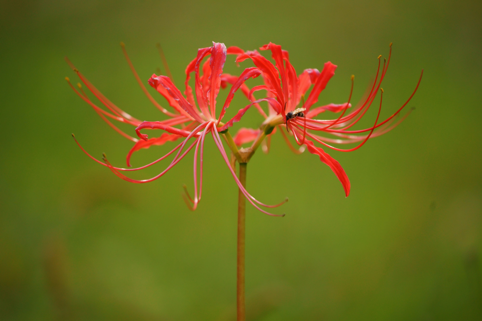 花 植物 一輪の彼岸花 壁紙19x1280 壁紙館