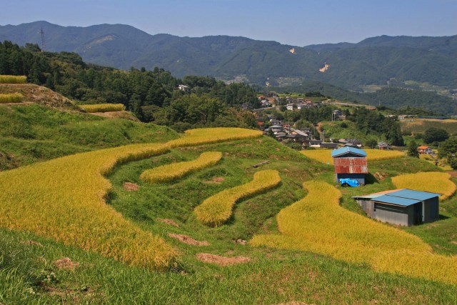 姨捨の棚田